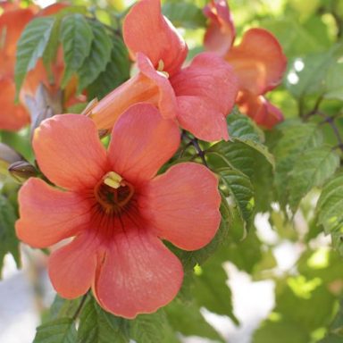 Bignonia Campsis