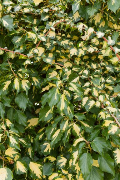 Hedera Oro de Bogliasco