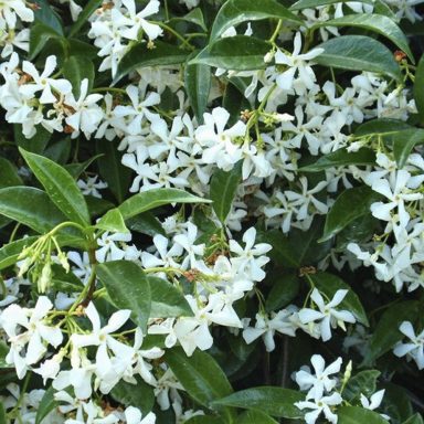 Trachelospermum