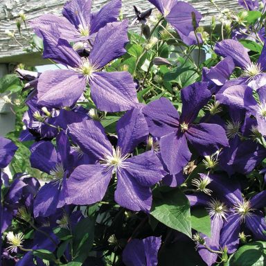 Clematis