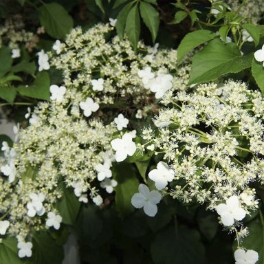 Hortensia trepadora