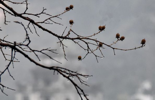 Lagerstroemia indica invierno